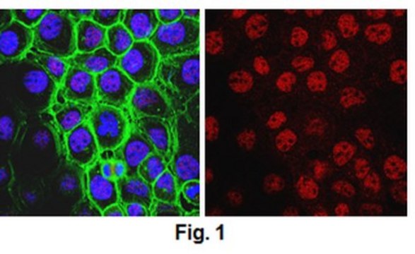 Anti-SHP-2/SHPTP-2 Antibody Upstate&#174;, from rabbit