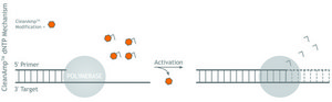 CleanAmp™ dNTP Modified dNTP set for hot-start PCR, 2 μmol of each dNTP