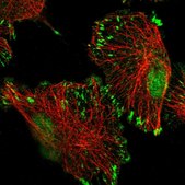 Anti-TATDN3 antibody produced in rabbit Prestige Antibodies® Powered by Atlas Antibodies, affinity isolated antibody, buffered aqueous glycerol solution