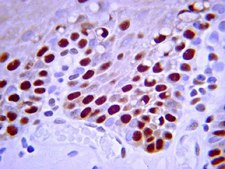 Anti-PCNA Antibody, clone PC10 clone PC10, Chemicon®, from mouse