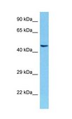 Anti-POU4F3 antibody produced in rabbit IgG fraction of antiserum