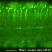 Anti-Opsin Antibody, Red/Green Chemicon®, from rabbit