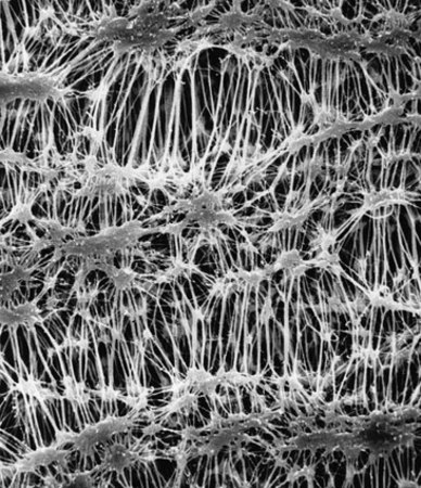 PTFEメンブレンフィルター、0.45 μm孔径 Fluoropore®, filter diam. 47