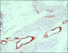 ExtrAvidin®−Peroxidase buffered aqueous solution