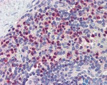 Anti-GABARAPL1, (N-terminal) antibody produced in rabbit affinity isolated antibody