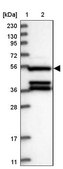 Anti-SERGEF antibody produced in rabbit Prestige Antibodies® Powered by Atlas Antibodies, affinity isolated antibody, buffered aqueous glycerol solution