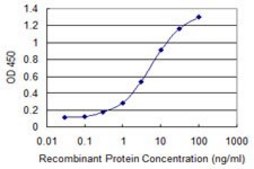 Monoclonal Anti-STK31, (C-terminal) antibody produced in mouse clone 1C10, purified immunoglobulin, buffered aqueous solution