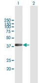 Anti-RBMY1A1 antibody produced in mouse purified immunoglobulin, buffered aqueous solution