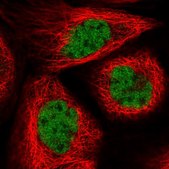Anti-RANBP3 antibody produced in rabbit Prestige Antibodies® Powered by Atlas Antibodies, affinity isolated antibody, buffered aqueous glycerol solution