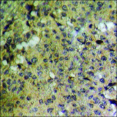 Anti-phospho-GTPase Activating Protein (pSer387) antibody produced in rabbit affinity isolated antibody
