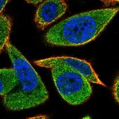 Anti-C20orf24 antibody produced in rabbit Prestige Antibodies® Powered by Atlas Antibodies, affinity isolated antibody, buffered aqueous glycerol solution