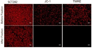 BioTracker™ Mito Membrane Potential Live Cell Detection Kit