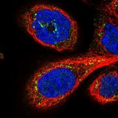 Anti-GPSM1 antibody produced in rabbit Prestige Antibodies® Powered by Atlas Antibodies, affinity isolated antibody, buffered aqueous glycerol solution