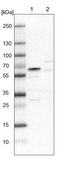 Anti-RBM42 antibody produced in rabbit Prestige Antibodies® Powered by Atlas Antibodies, affinity isolated antibody, buffered aqueous glycerol solution