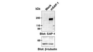 Anti-SAP-1 Antibody, clone 123 clone 123, from rat