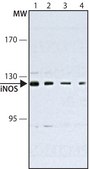 Monoclonal Anti-Nitric Oxide Synthase, Inducible antibody produced in mouse clone NOS-IN, ascites fluid