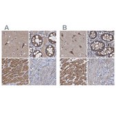 Anti-COBL antibody produced in rabbit Prestige Antibodies® Powered by Atlas Antibodies, affinity isolated antibody, buffered aqueous glycerol solution, Ab1