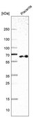 Anti-TAF5L antibody produced in rabbit Prestige Antibodies® Powered by Atlas Antibodies, affinity isolated antibody