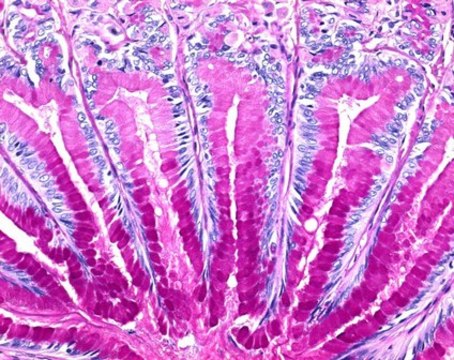 Entellan&#8482; new for cover slipper for microscopy