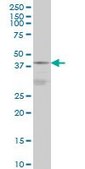 Monoclonal Anti-DNAJB5 antibody produced in mouse clone 1C3, purified immunoglobulin, buffered aqueous solution