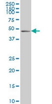Anti-PDLIM7 Mouse mAb (2D6) liquid, clone 2D6, Calbiochem&#174;