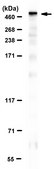 Anti-Dystrophin