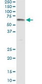 Monoclonal Anti-UGT1A9 antibody produced in mouse clone 1A2, purified immunoglobulin, buffered aqueous solution