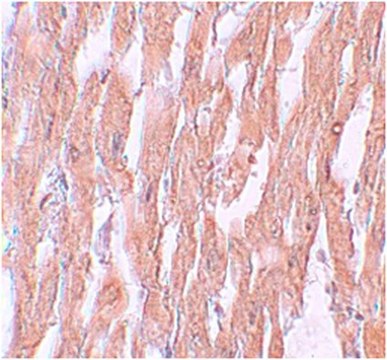 Anti-KPNA2 Antibody from rabbit, purified by affinity chromatography