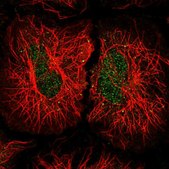 Anti-INTS5 antibody produced in rabbit Prestige Antibodies® Powered by Atlas Antibodies, affinity isolated antibody, buffered aqueous glycerol solution