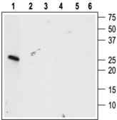 Anti-Pro-BDNF antibody produced in rabbit affinity isolated antibody, lyophilized powder
