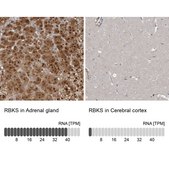 Anti-RBKS antibody produced in rabbit Prestige Antibodies® Powered by Atlas Antibodies, affinity isolated antibody, buffered aqueous glycerol solution