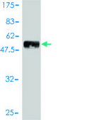 Monoclonal Anti-PDGFRA antibody produced in mouse clone 2D2-1A11, purified immunoglobulin, buffered aqueous solution