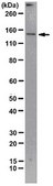 ChIPAb+ CTCF - ChIP Validated Antibody and Primer Set clone 1.2.1.5.4, from mouse