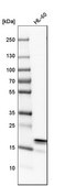 Anti-ARPC3 antibody produced in rabbit Prestige Antibodies® Powered by Atlas Antibodies, affinity isolated antibody, buffered aqueous glycerol solution