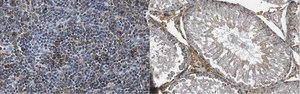 Anti-RGS2 Antibody, clone 9D9.1 clone 9D9.1, from mouse
