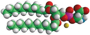 12:0 PS 1,2-dilauroyl-sn-glycero-3-phospho-L-serine (sodium salt), powder