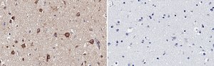 Anti-MFF Antibody, clone 1E18 ZooMAb® Rabbit Monoclonal recombinant, expressed in HEK 293 cells