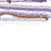 Anti-VGAT antibody produced in rabbit Prestige Antibodies® Powered by Atlas Antibodies, affinity isolated antibody, buffered aqueous glycerol solution
