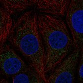 Anti-C21orf33 antibody produced in rabbit Prestige Antibodies® Powered by Atlas Antibodies, affinity isolated antibody, buffered aqueous glycerol solution