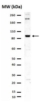Anti-mGluR7 Antibody Upstate&#174;, from rabbit