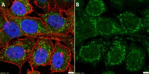 Anti-CHCHD10 Antibody, clone 3J12 ZooMAb® Rabbit Monoclonal recombinant, expressed in HEK 293 cells