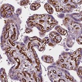 Anti-EGFL8 antibody produced in rabbit Prestige Antibodies® Powered by Atlas Antibodies, affinity isolated antibody, buffered aqueous glycerol solution
