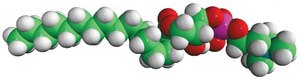 16:0 Lyso PC 1-palmitoyl-2-hydroxy-sn-glycero-3-phosphocholine, chloroform