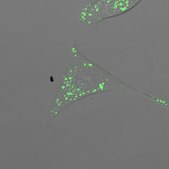 BioTracker™ TAS2 Proteasome Activity Live Cell Probe