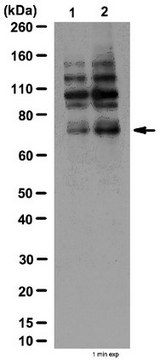 Anti-phospho-Grb10 (Ser501/Ser503) Antibody from rabbit, purified by affinity chromatography