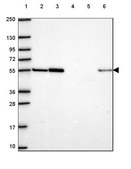 Anti-HS3ST3A1 antibody produced in rabbit Prestige Antibodies® Powered by Atlas Antibodies, affinity isolated antibody, buffered aqueous glycerol solution