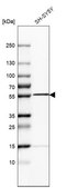 Anti-Sept6 antibody produced in rabbit Prestige Antibodies® Powered by Atlas Antibodies, affinity isolated antibody, buffered aqueous glycerol solution