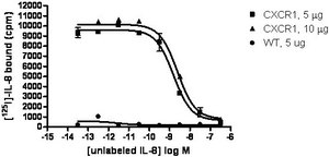 ChemiSCREEN Membrane Preparation Recombinant Human CXCR1 Chemokine Receptor Human CXCR1 / IL-8a GPCR membrane preparation for Radioligand binding Assays &amp; GTPgammaS binding.