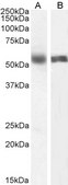 Anti-RDH5 antibody produced in goat affinity isolated antibody, buffered aqueous solution
