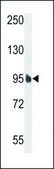 ANTI-EFTUD1 (C-TERM) antibody produced in rabbit IgG fraction of antiserum, buffered aqueous solution